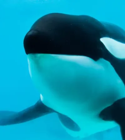 La orca estaba en Mundo Marino desde 1992.