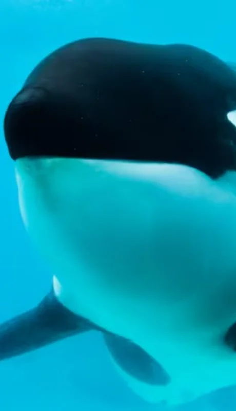La orca estaba en Mundo Marino desde 1992.