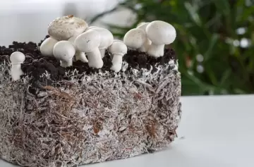 Biotecnología: el uso de raíces de hongos para reemplazar plásticos en la industria
