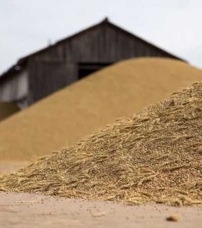 Exportación de trigo