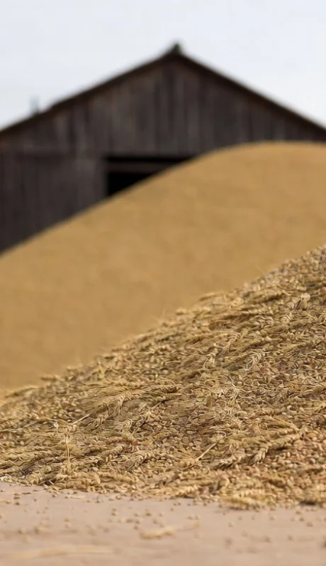 Exportación de trigo