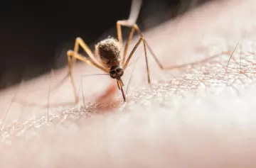 Dengue: confirman "riesgo incrementado" para este verano y qué medidas urgentes tomar en casa