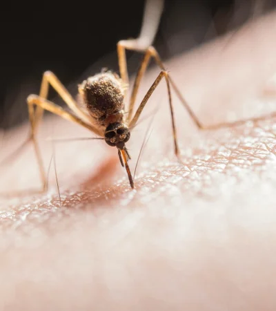 El Aedes aegypti, portador del dengue