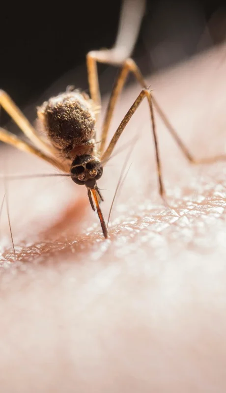 El Aedes aegypti, portador del dengue
