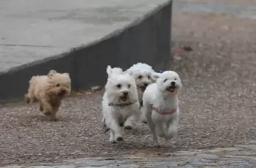 Conmoción en Mar del Plata: La jubilada hallada sin vida junto a sus diez perros en Parque Hermoso