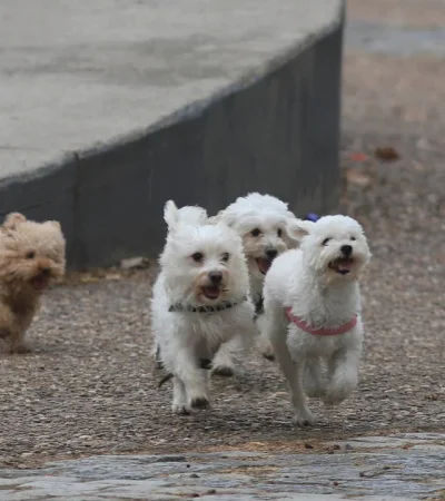 La tragedia tuvo lugar en Mar del Plata