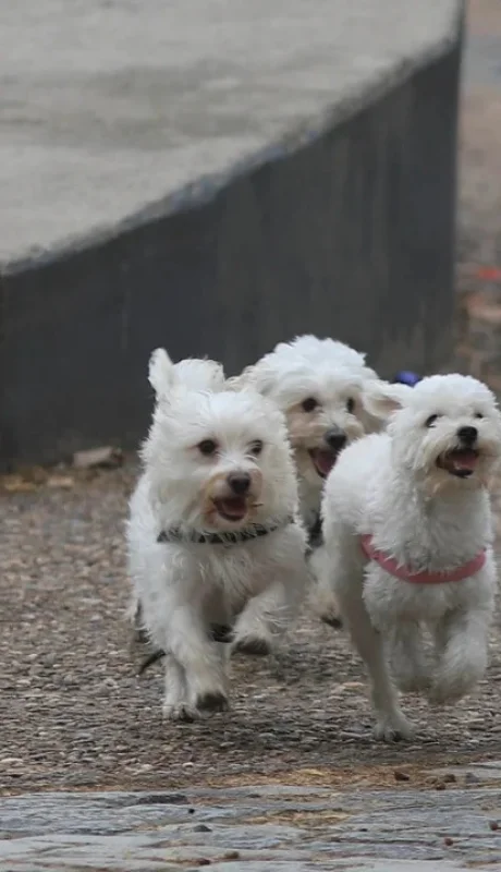 La tragedia tuvo lugar en Mar del Plata