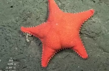 ¿Cómo ver la expedición del CONICET que busca criaturas que viven sin luz solar?