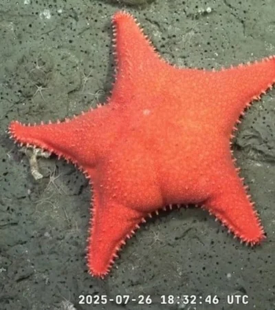 ¿Cómo ver la expedición del CONICET que busca criaturas que viven sin luz solar hasta el 10 de enero?