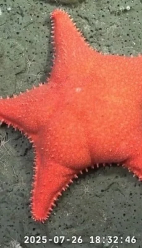 ¿Cómo ver la expedición del CONICET que busca criaturas que viven sin luz solar hasta el 10 de enero?