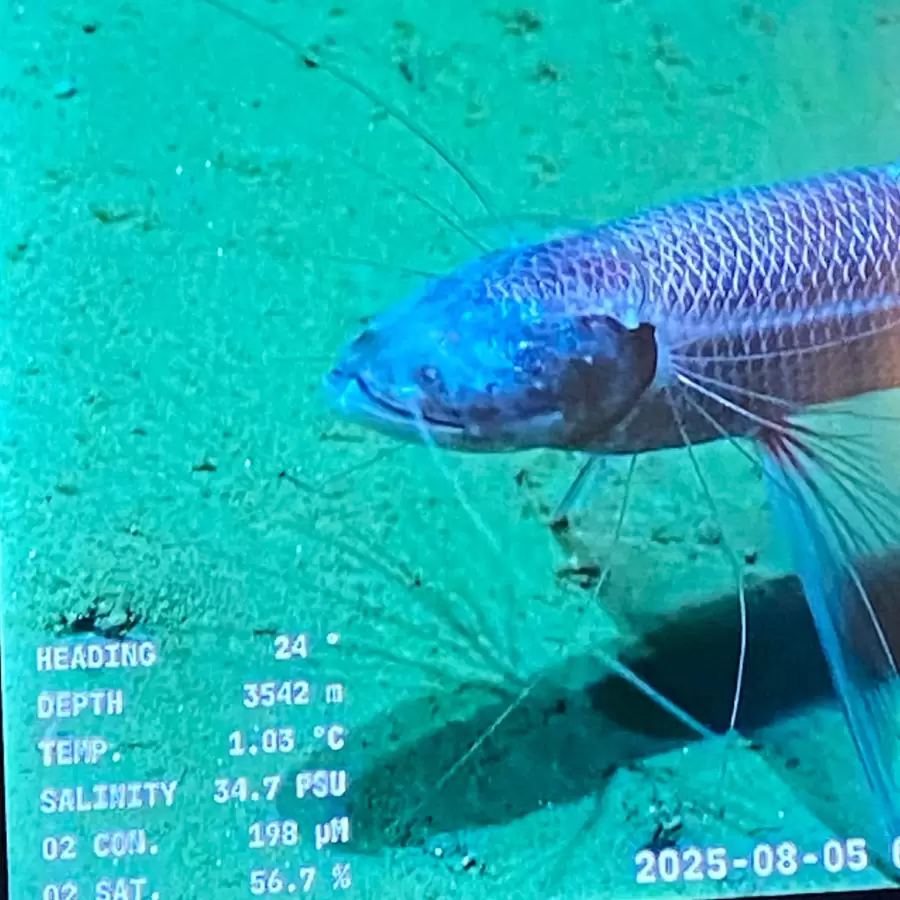 ¿Cómo ver la expedición del CONICET que busca criaturas que viven sin luz solar hasta el 10 de enero?