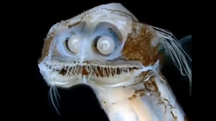 ¿Cómo ver la expedición del CONICET que busca criaturas que viven sin luz solar hasta el 10 de enero?