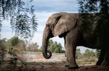 Murió la elefanta Kenya en el santuario de Brasil tras su histórico traslado desde Mendoza
