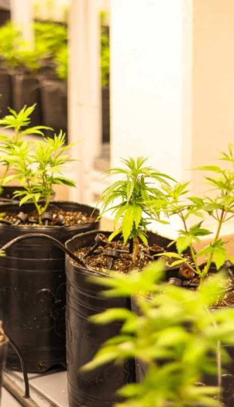 El cultivo de cannabis medicinal en Mendoza crece impulsado por la demanda de tratamientos para el bienestar físico y mental.