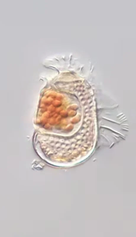 La primera imagen del hallazgo.