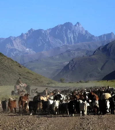 Los puesteros llevan más de 100 años trabajando la tierra.