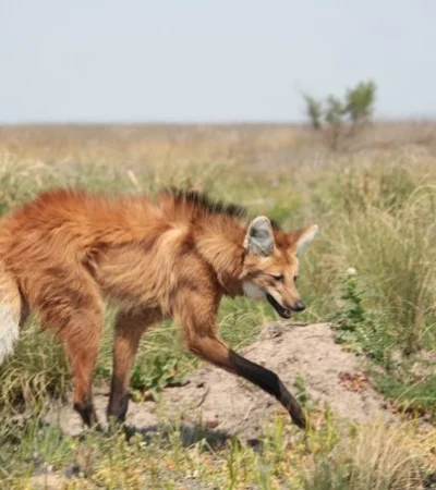Córdoba: el increíble hallazgo de un aguará guazú en La Francia.