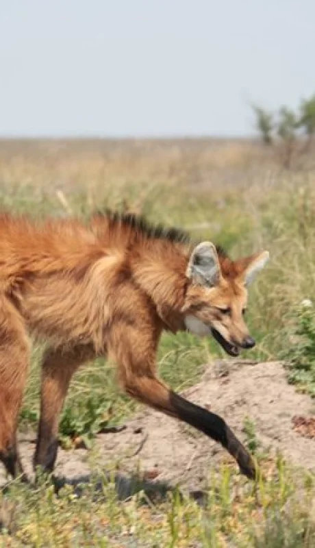 Córdoba: el increíble hallazgo de un aguará guazú en La Francia.