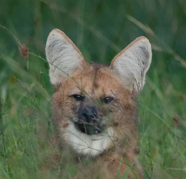 Avistaron un aguará guazú en La Francia: recomendaciones y cuidados.