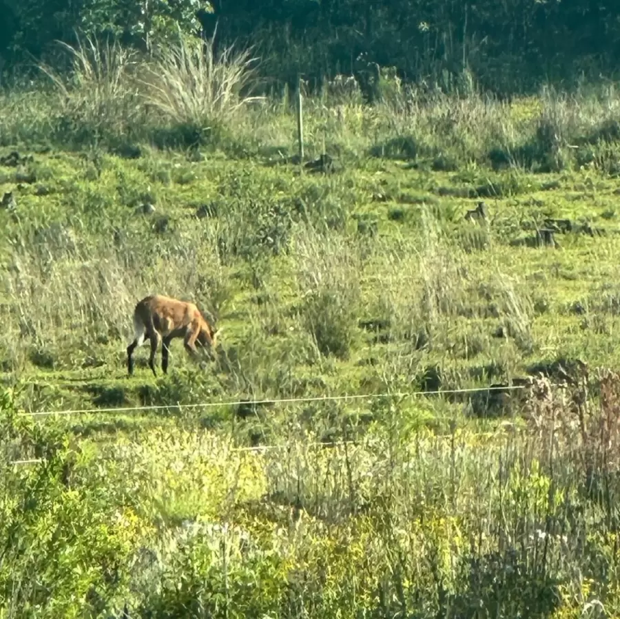 Avistaron un aguará guazú en La Francia: recomendaciones y cuidados.