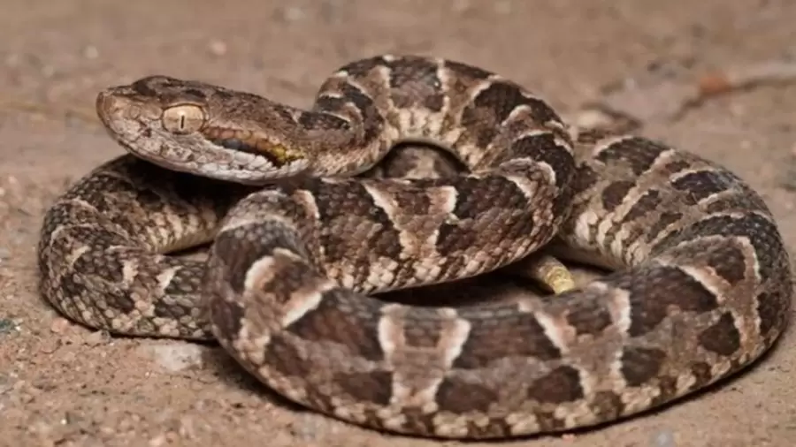 La yarará es una serpiente endémica de Brasil, Argentina, Bolivia, Paraguay y Uruguay.