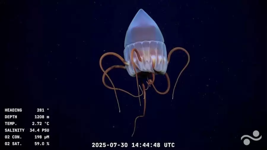 Más que una curiosidad, el hallazgo del CONICET revela los restos de la huella humana perpetuados en la oscuridad del abismo.