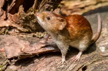 Alerta roja en Salta: el hantavirus ya causó cinco muertes y los contagios siguen en aumento