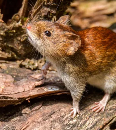 Casi la mitad de los infectados no logró sobrevivir a las complicaciones respiratorias que caracteriza a esta enfermedad zoonótica.