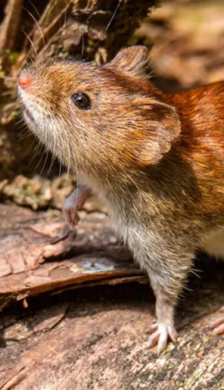 Casi la mitad de los infectados no logró sobrevivir a las complicaciones respiratorias que caracteriza a esta enfermedad zoonótica.