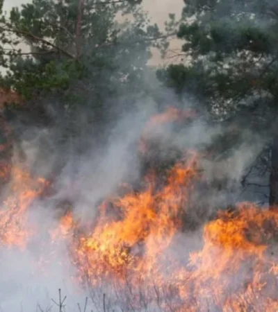 Incendio en Los Alerces: el operativo contra el fuego cumple dos semanas y afecta 340 hectáreas