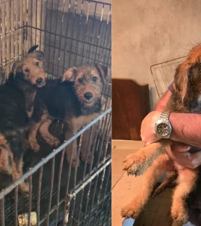 Los perros sufrieron maltrato