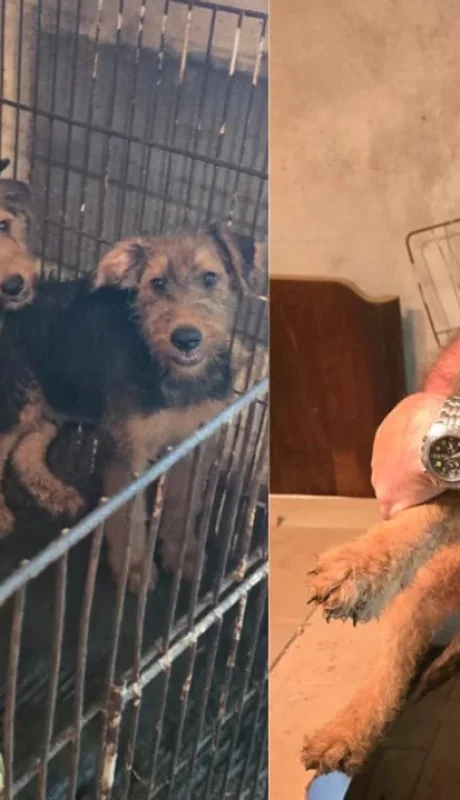 Los perros sufrieron maltrato