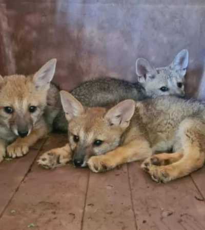 Lobitos encontrados en Capital.