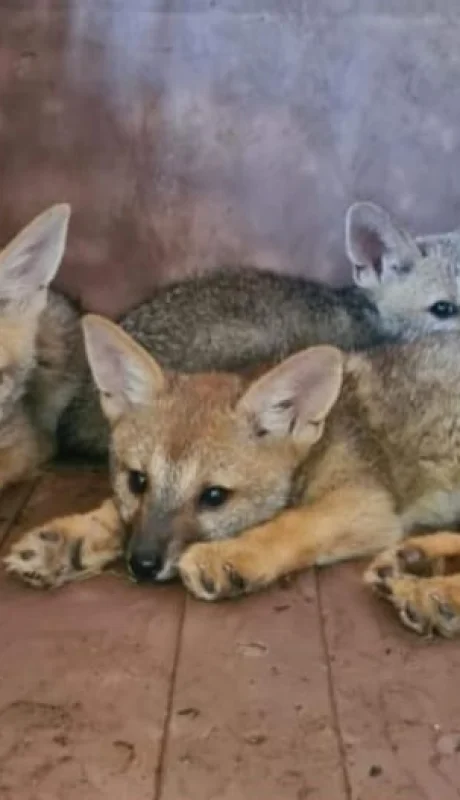 Lobitos encontrados en Capital.