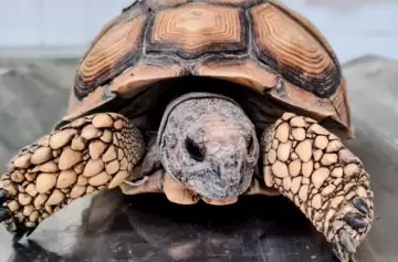 Rescataron una tortuga traficada en un tour de compras a Mendoza