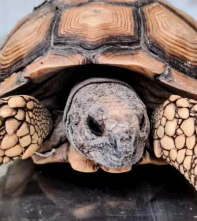 Tráfico de animales.