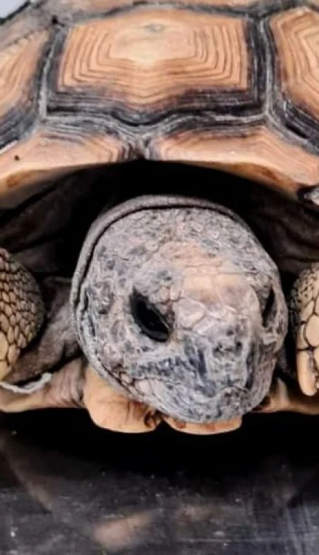 Tráfico de animales.