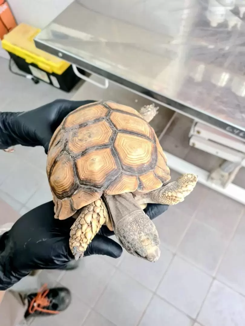 Rescate de una tortuga traficada en Mendoza: peligro por Salmonella.