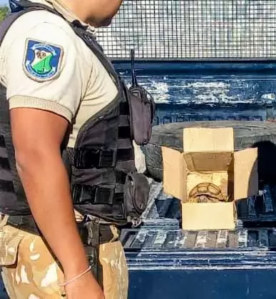 Rescate de una tortuga traficada en Mendoza: peligro por Salmonella.