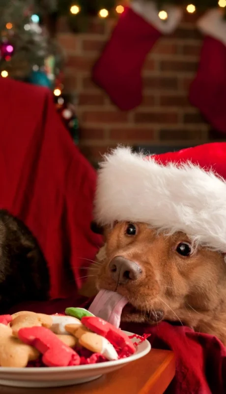 "Estamos convencidos de que los animales de compañía son parte de la familia" (A. Marini)