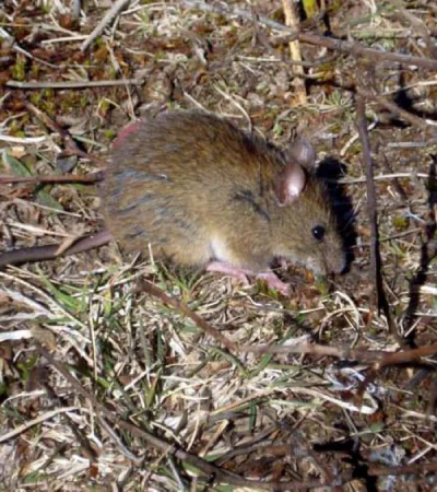 En lo que va de 2025, Santa Fe ya registra 13 casos positivos y tres fallecimientos por hantavirus.