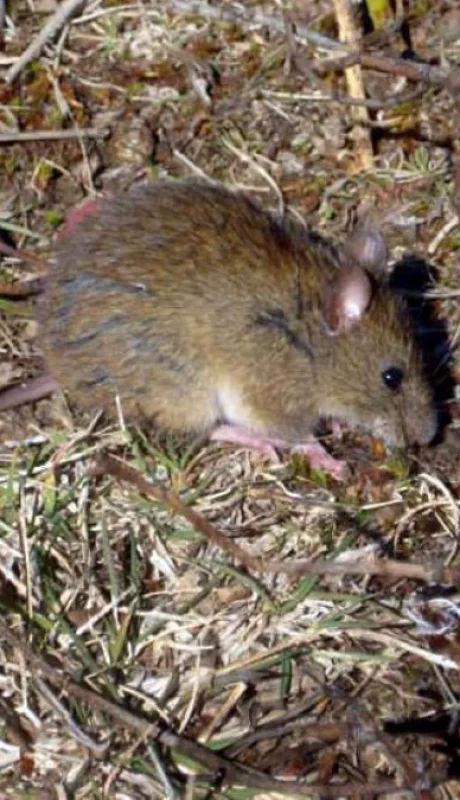 En lo que va de 2025, Santa Fe ya registra 13 casos positivos y tres fallecimientos por hantavirus.