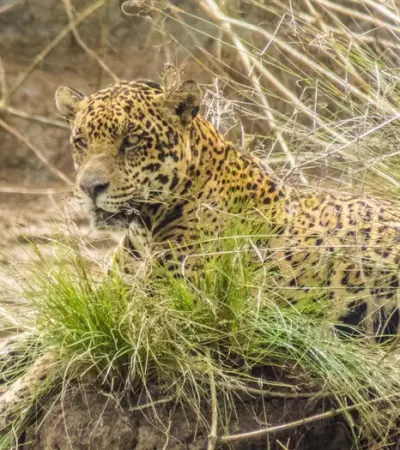 Yaguareté en peligro