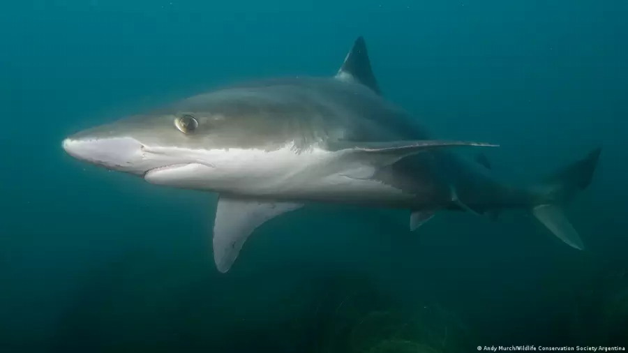 La contaminación del mar afecta las especies