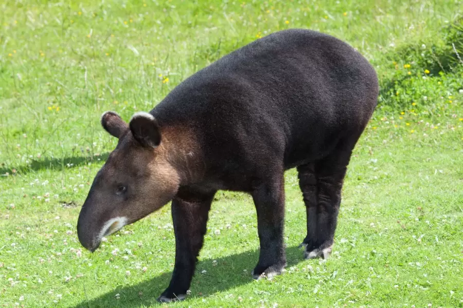El tapir, una especie muy curiosa de proboscídeo