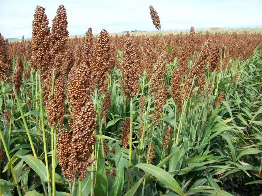 Sorgo argentino