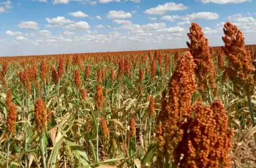 Qué es el sorgo, el cereal argentino que cautiva a China y sus propiedades