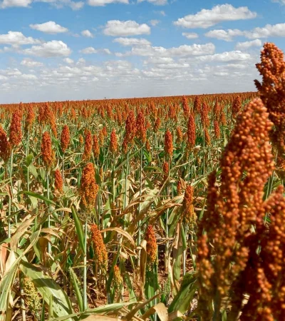 Sorgo argentino