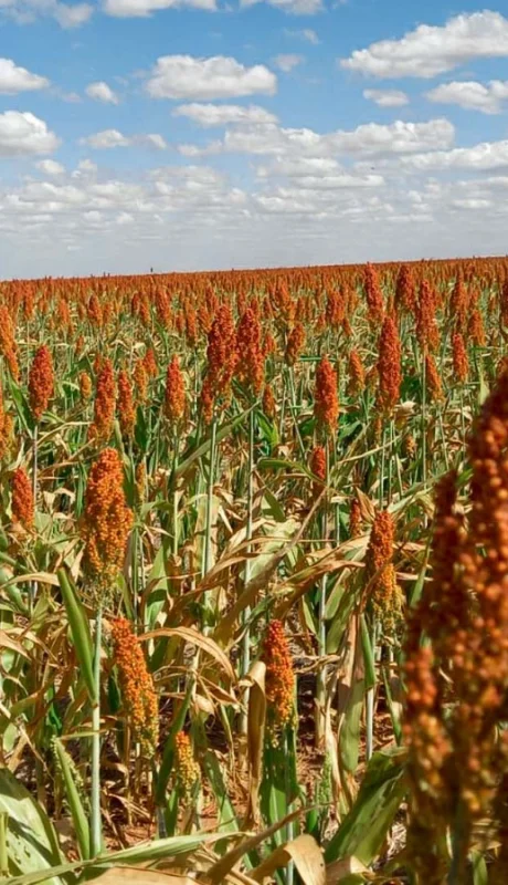 Sorgo argentino