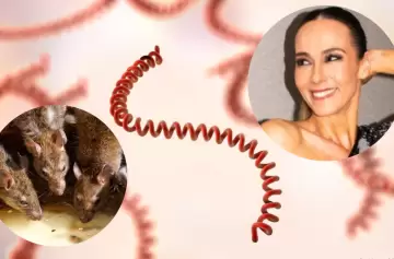 Ni gripe ni resfrío: el síntoma silencioso de la leptospirosis que no podés ignorar